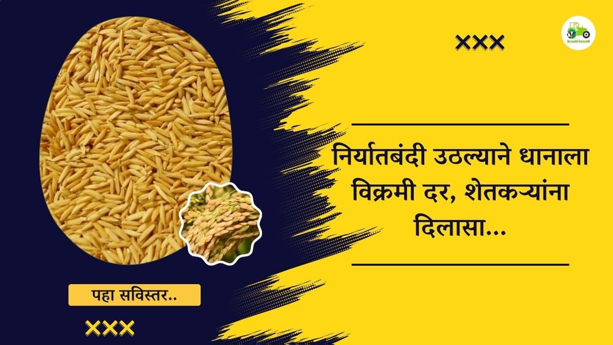 निर्यातबंदी उठल्याने धानाला विक्रमी दर, शेतकऱ्यांना दिलासा...