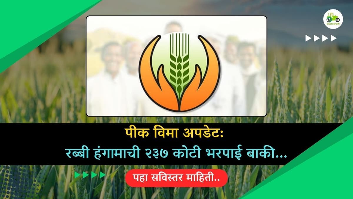 पीक विमा अपडेट: रब्बी हंगामाची २३७ कोटी भरपाई बाकी...