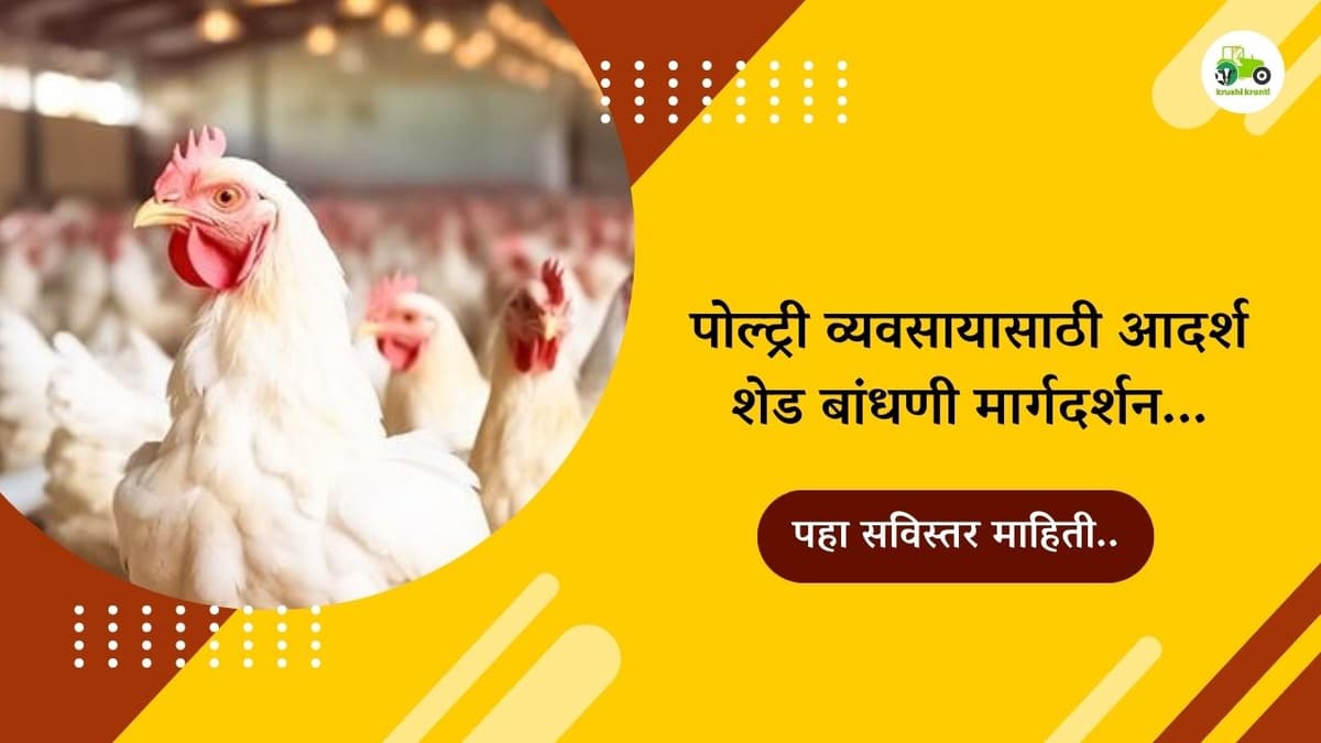 पोल्ट्री व्यवसायासाठी आदर्श शेड बांधणी मार्गदर्शन...