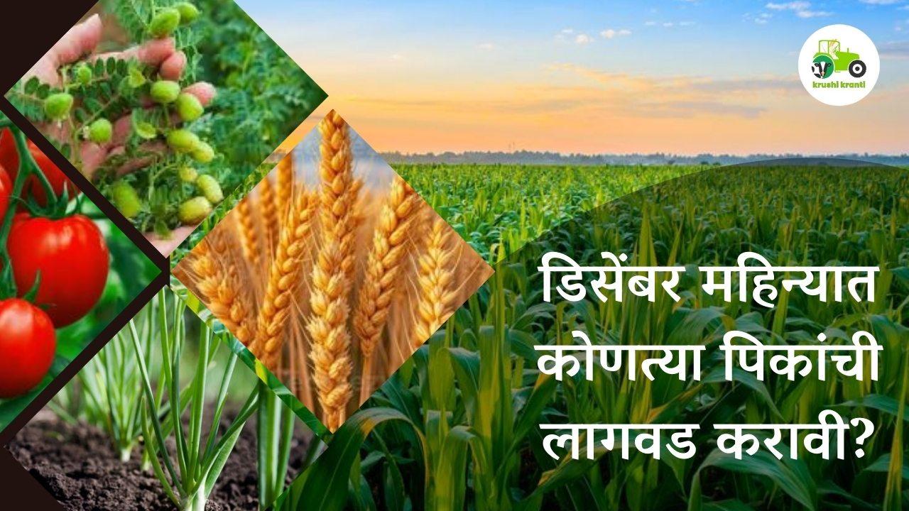 डिसेंबर महिन्यात कोणत्या पिकांची लागवड करावी?