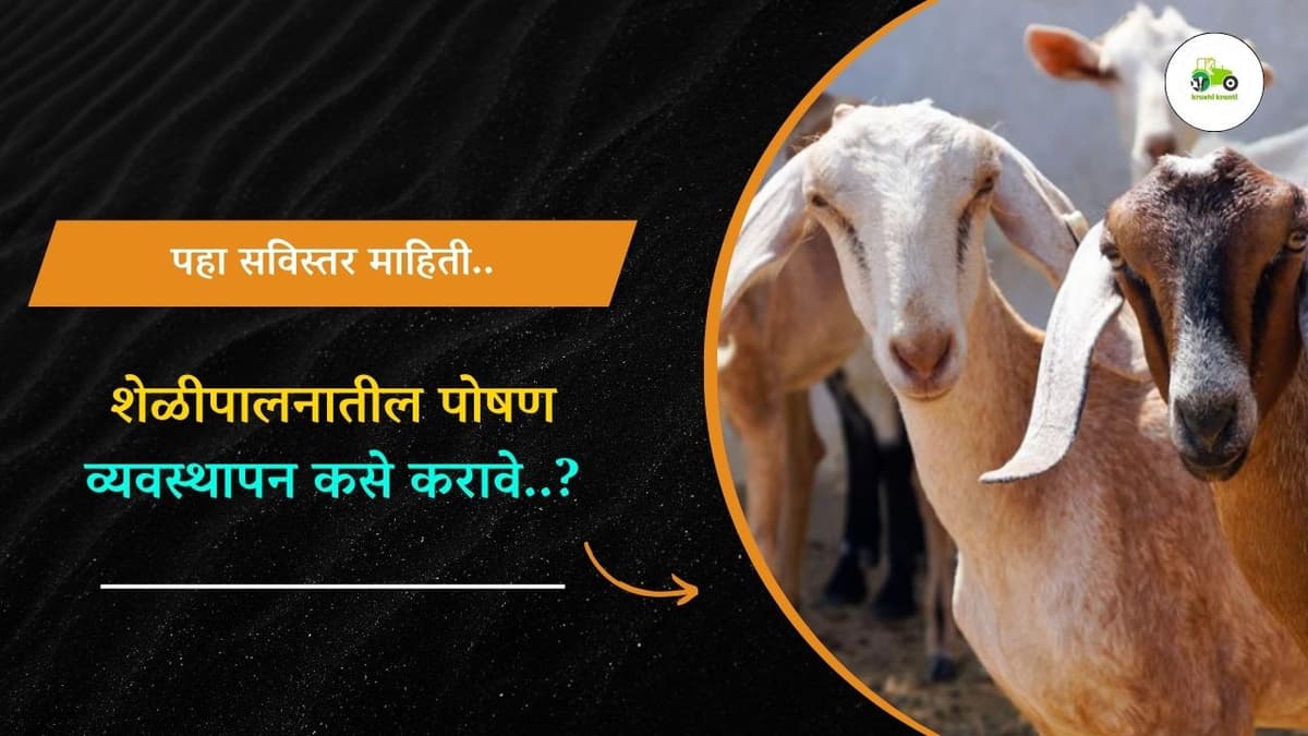 शेळीपालनातील पोषण व्यवस्थापन कसे करावे..?