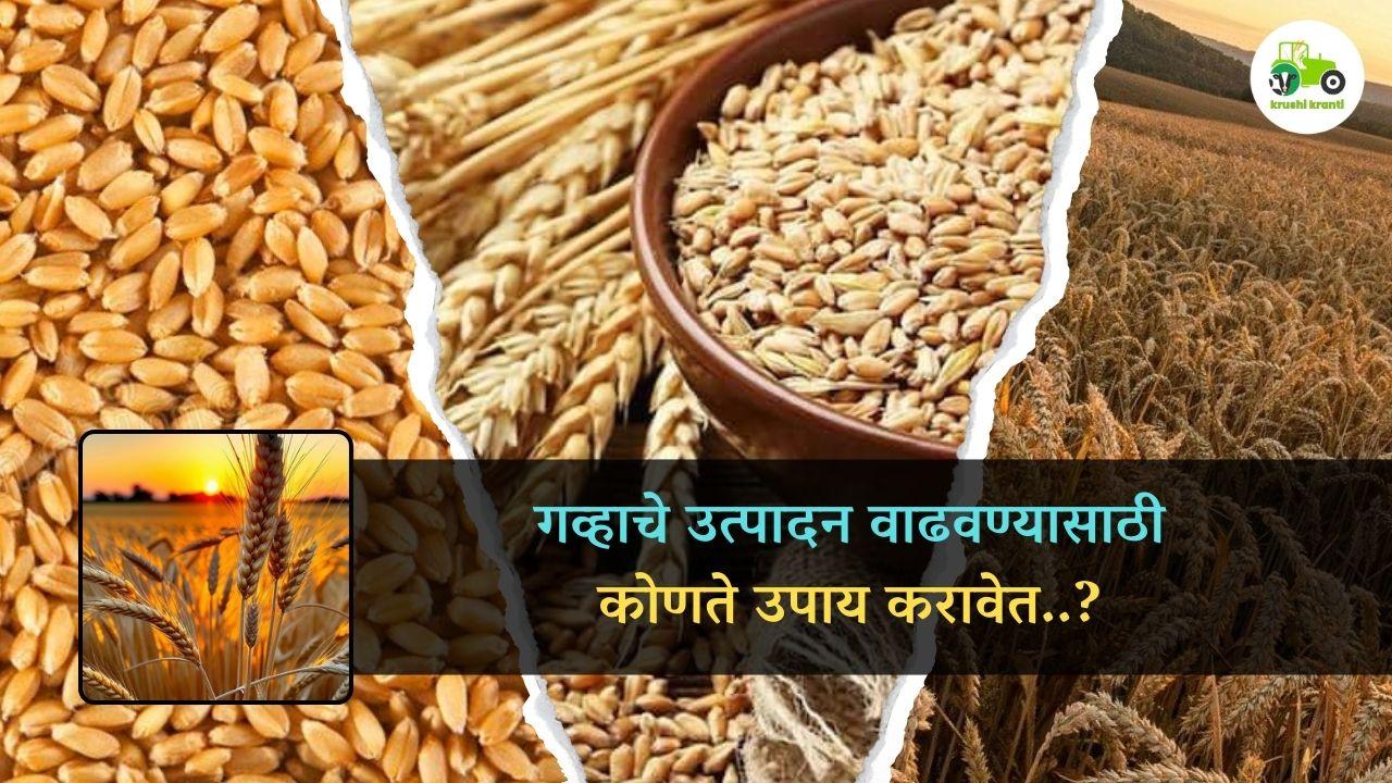 गव्हाचे उत्पादन वाढवण्यासाठी कोणते उपाय करावेत..?