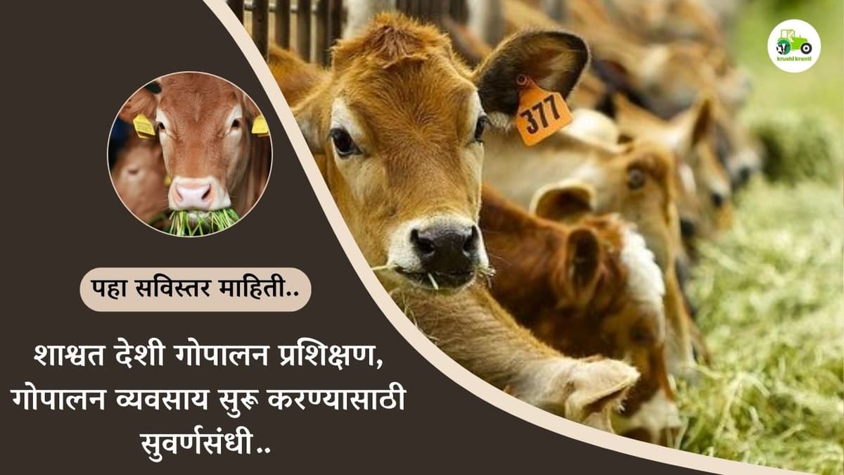 शाश्वत देशी गोपालन प्रशिक्षण, गोपालन व्यवसाय सुरू करण्यासाठी सुवर्णसंधी…    