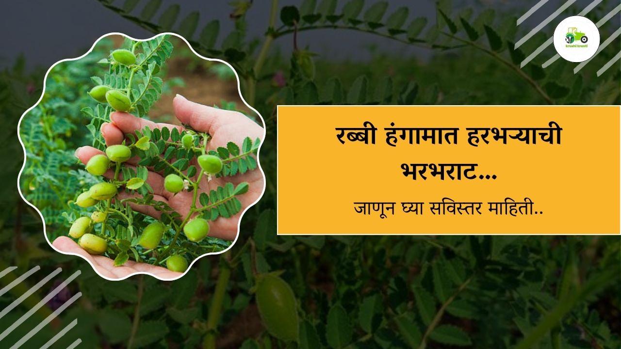 रब्बी हंगामात हरभऱ्याची भरभराट…