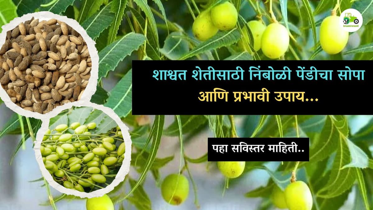 शाश्वत शेतीसाठी निंबोळी पेंडीचा सोपा आणि प्रभावी उपाय...