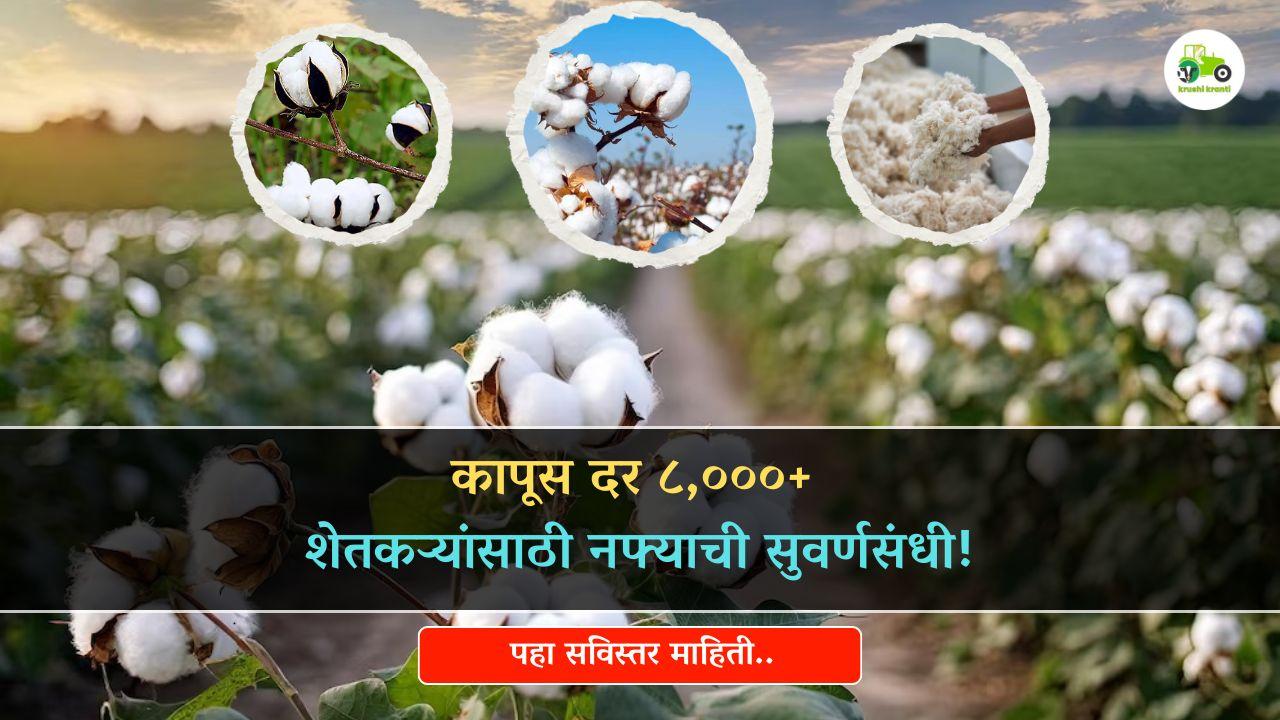 कापूस दर वाढ, शेतकऱ्यांसाठी नफ्याची सुवर्णसंधी..!