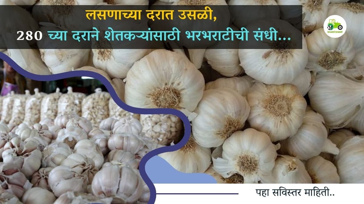 लसणाच्या दरात उसळी, शेतकऱ्यांसाठी भरभराटीची संधी...
