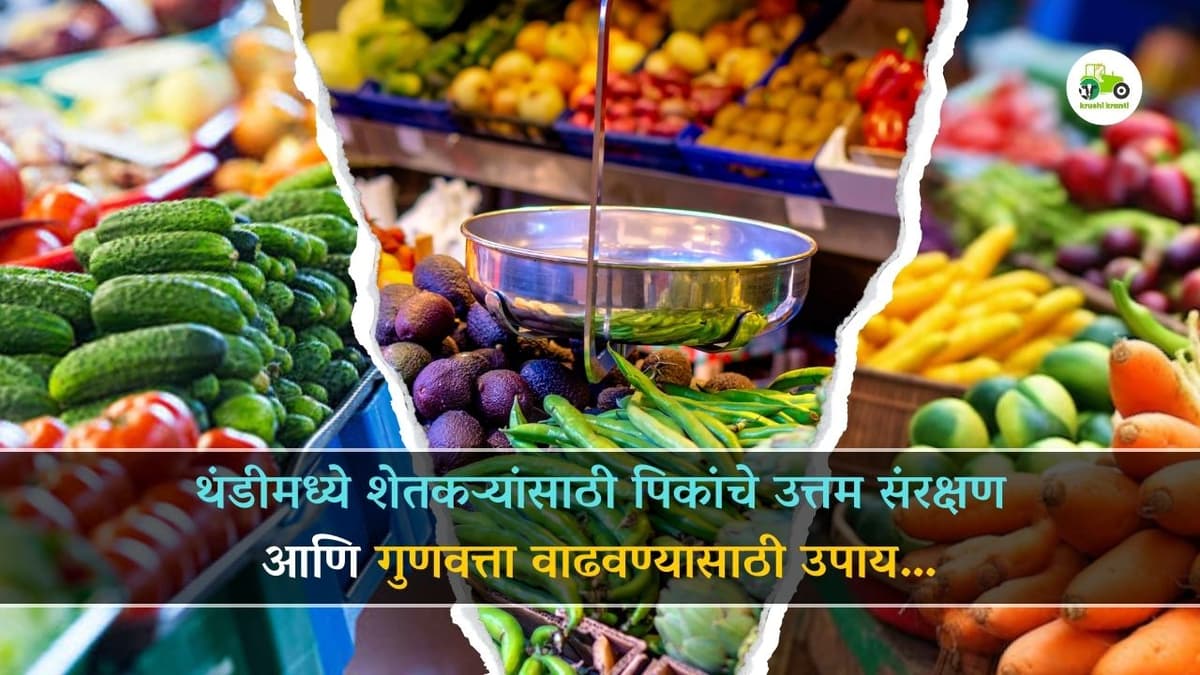 थंडीमध्ये शेतकऱ्यांसाठी पिकांचे उत्तम संरक्षण आणि गुणवत्ता वाढवण्यासाठी उपाय…