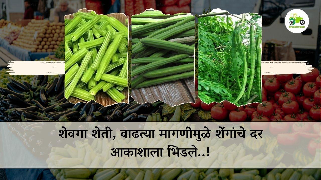 शेवगा शेती, वाढत्या मागणीमुळे शेंगांचे दर आकाशाला भिडले..!