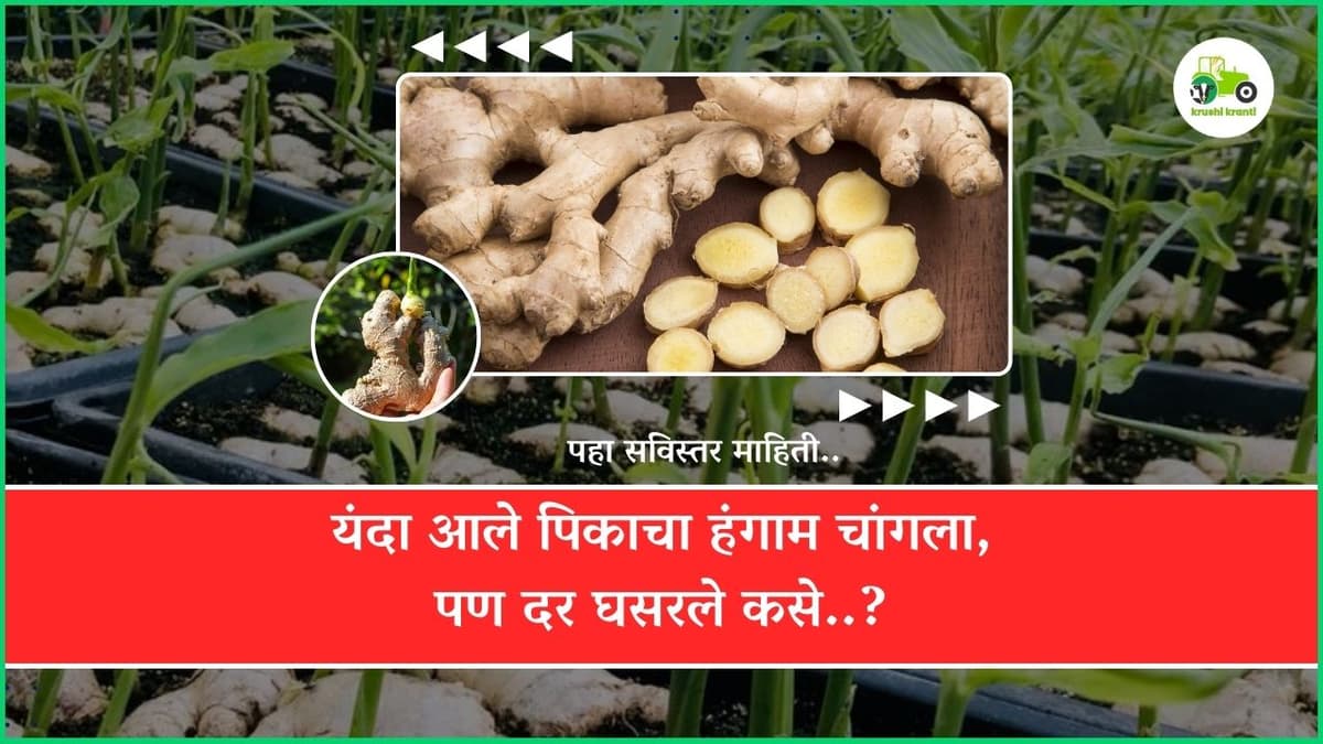 यंदा आले पिकाचा हंगाम चांगला, पण दर घसरले कसे..?