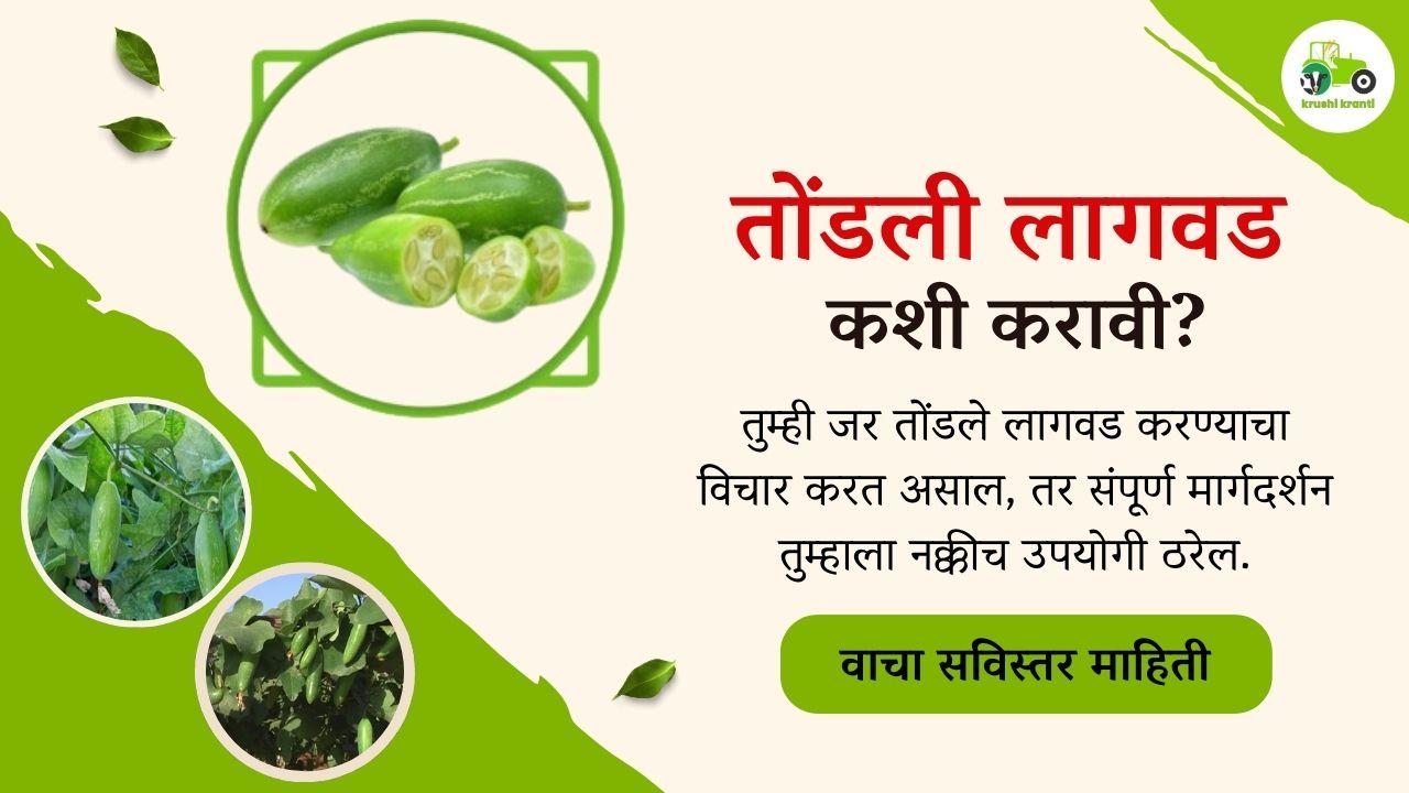 तोंडले लागवड संपूर्ण महिती