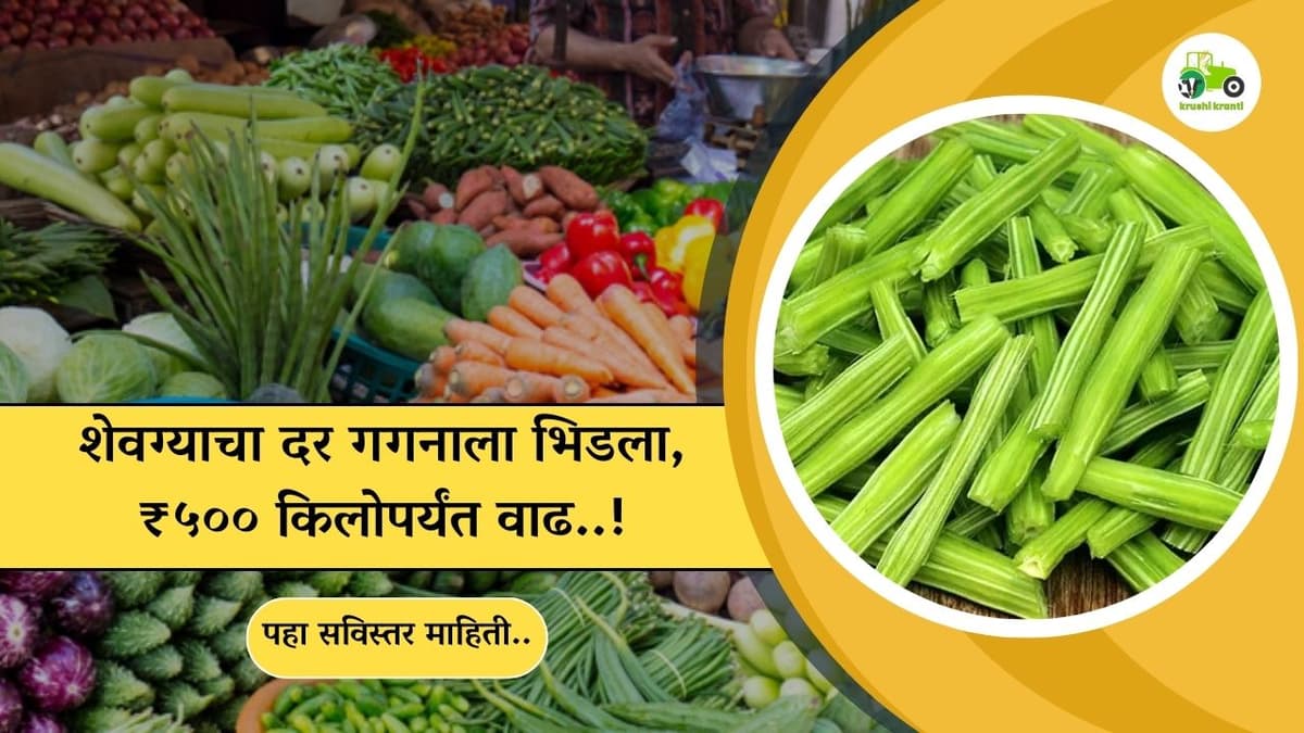 शेवग्याचा दर गगनाला भिडला, ₹५०० किलोपर्यंत वाढ..!