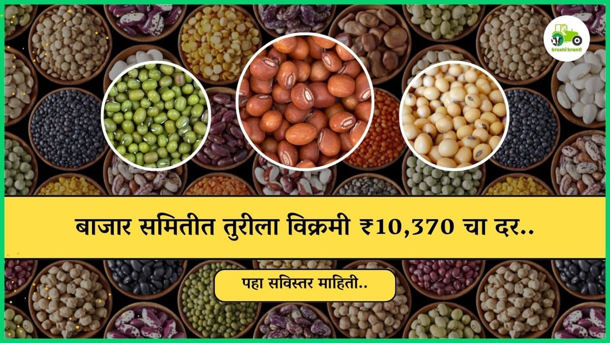 बाजार समितीत तुरीला विक्रमी ₹10,370 चा दर..