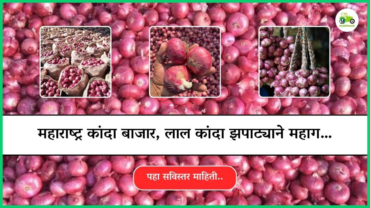 महाराष्ट्र कांदा बाजार, लाल कांदा झपाट्याने महाग…