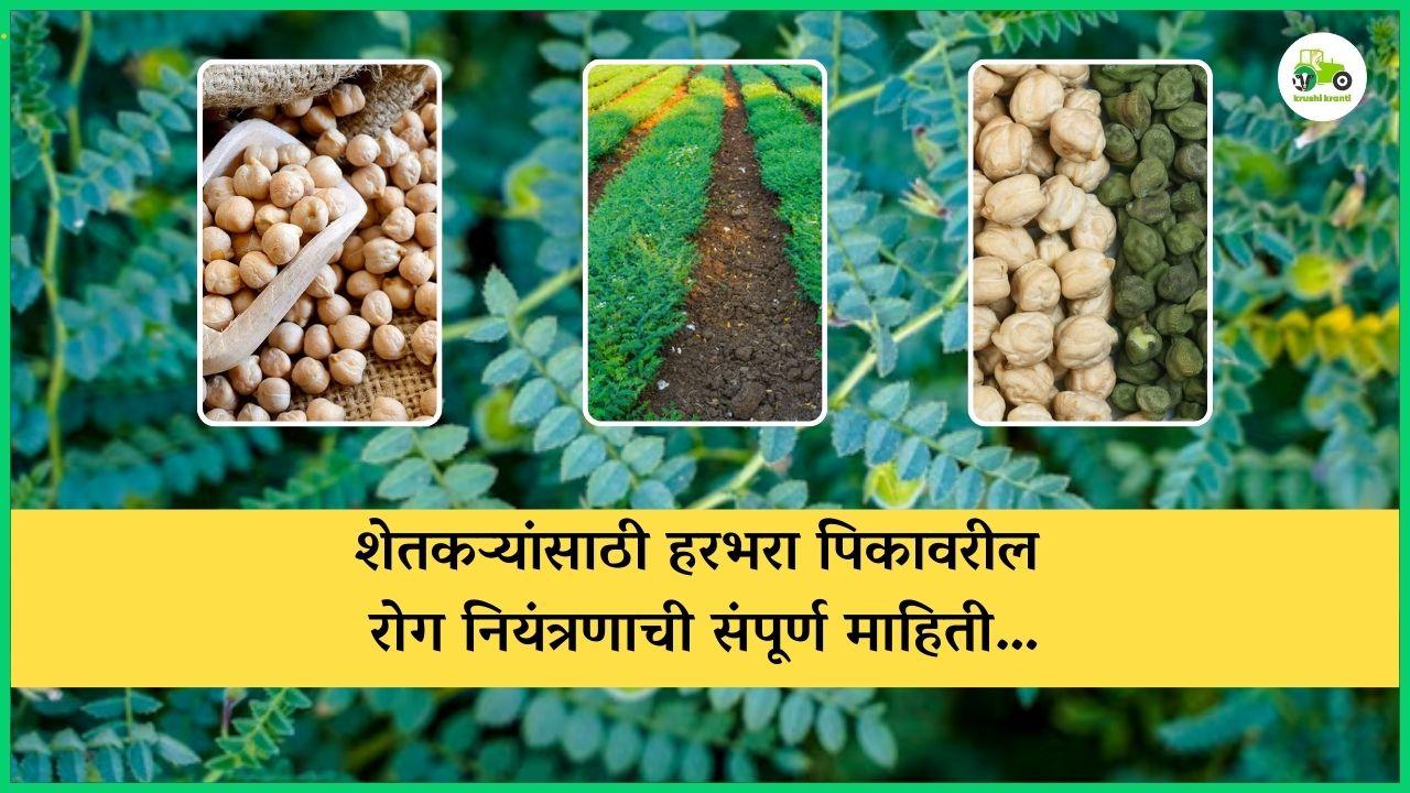 शेतकऱ्यांसाठी हरभरा पिकावरील रोग नियंत्रणाची संपूर्ण माहिती…
