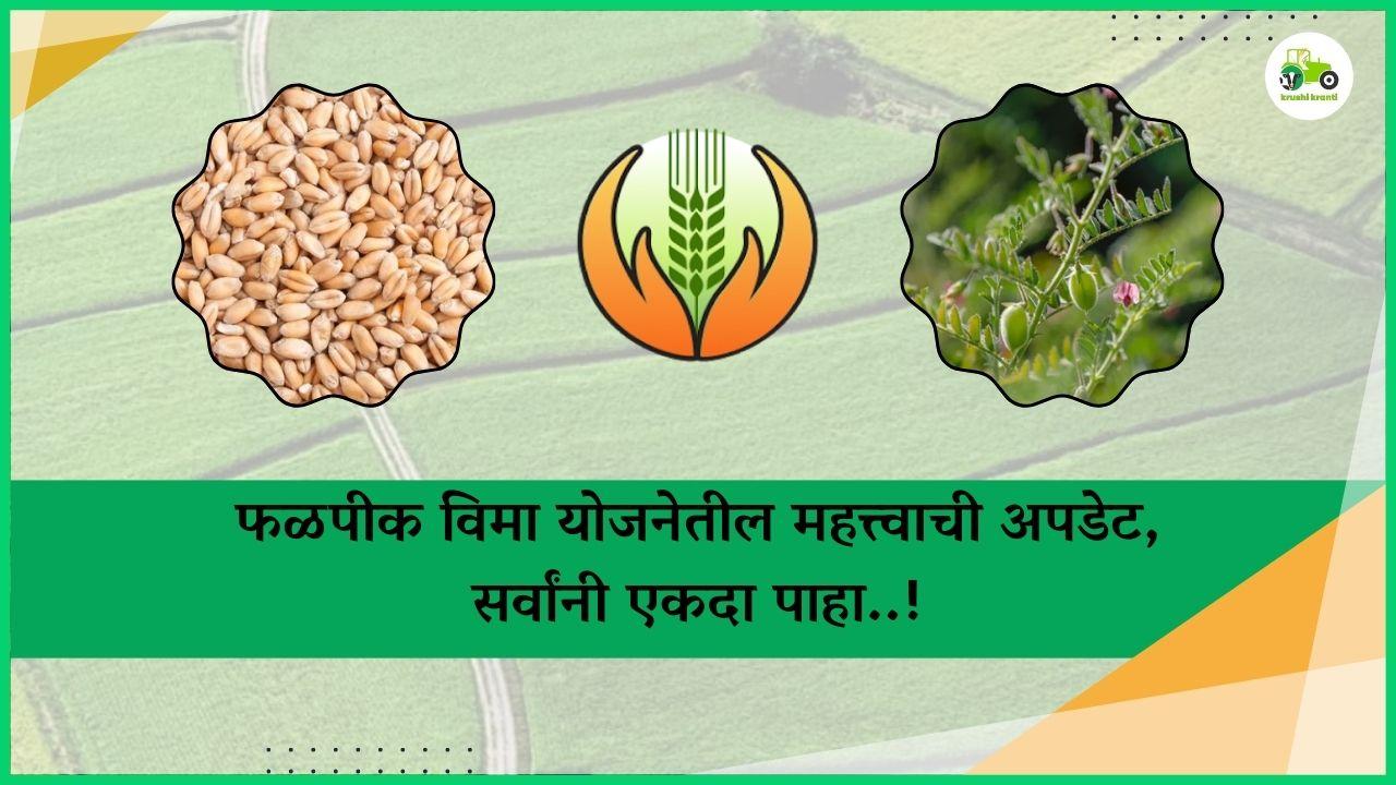 फळपीक विमा योजनेतील महत्त्वाची अपडेट, सर्वांनी एकदा पाहा..!