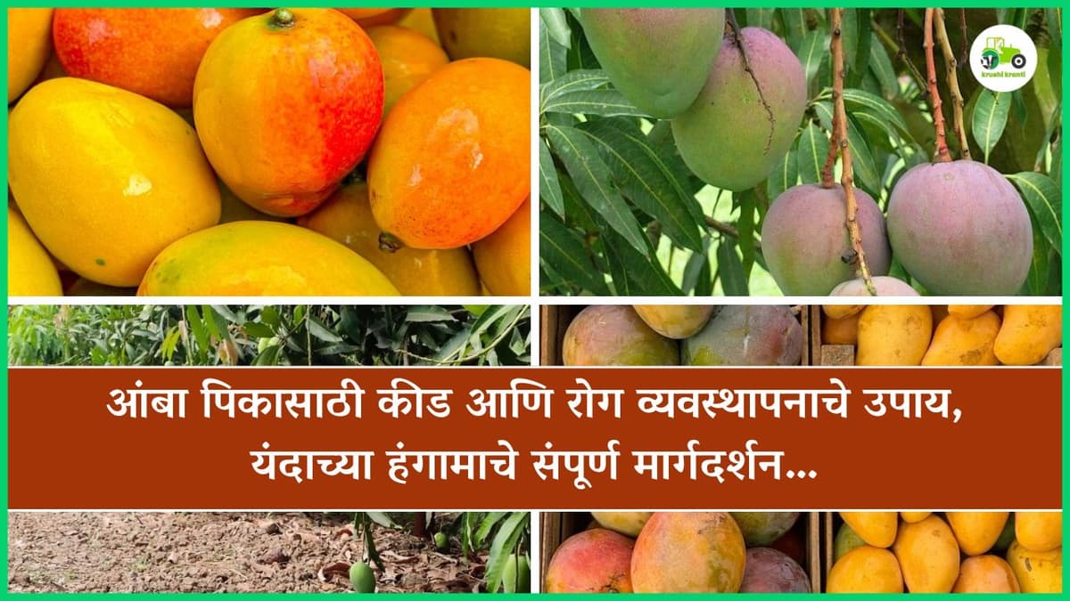 आंबा पिकासाठी कीड आणि रोग व्यवस्थापनाचे उपाय, यंदाच्या हंगामाचे संपूर्ण मार्गदर्शन…