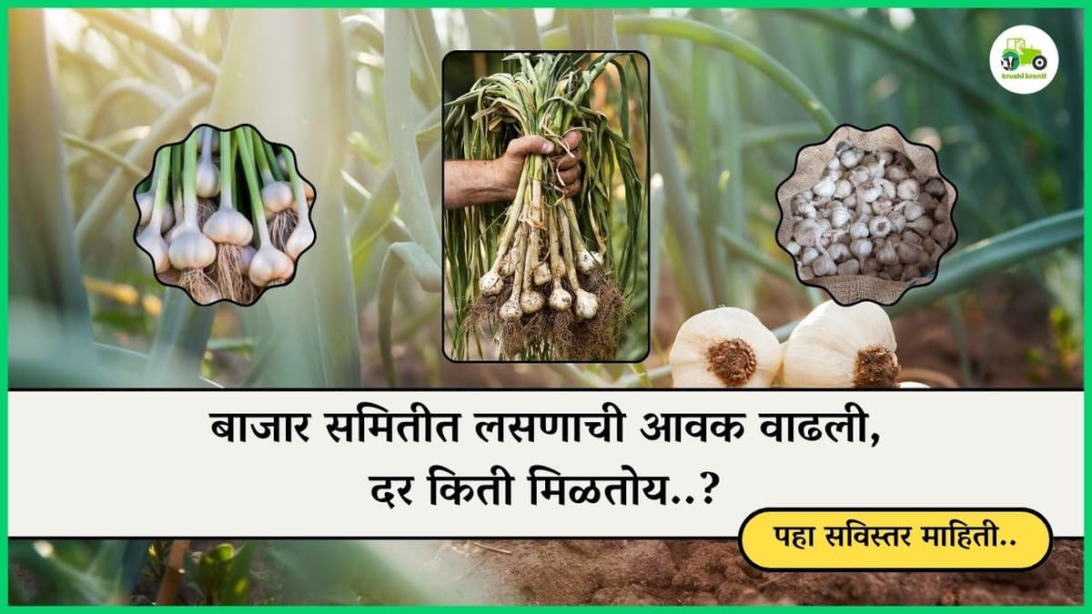 बाजार समितीत लसणाची आवक वाढली, दर किती मिळतोय..?