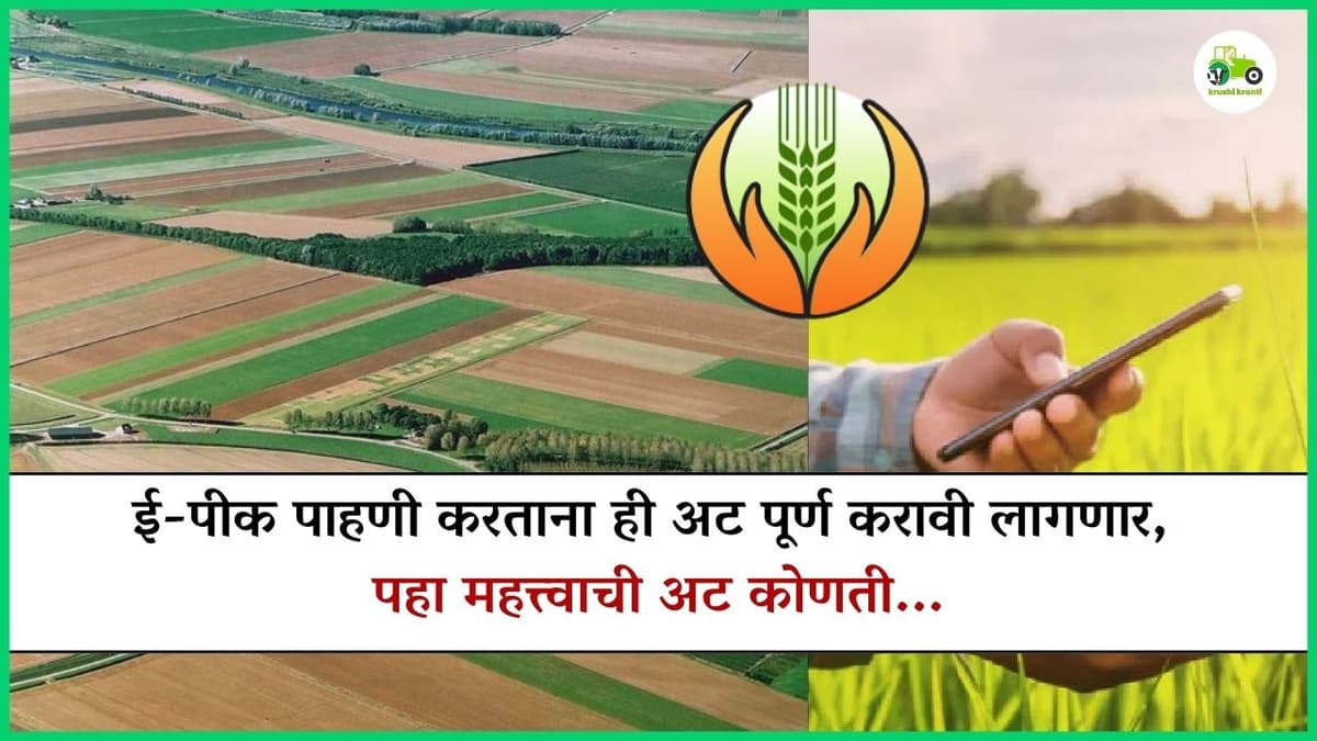 ई-पीक पाहणी करताना ही अट पूर्ण करावी लागणार, पहा महत्त्वाची अट कोणती...