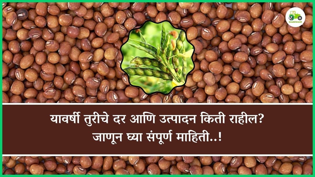 यावर्षी तुरीचे दर आणि उत्पादन किती राहील? जाणून घ्या संपूर्ण माहिती..!