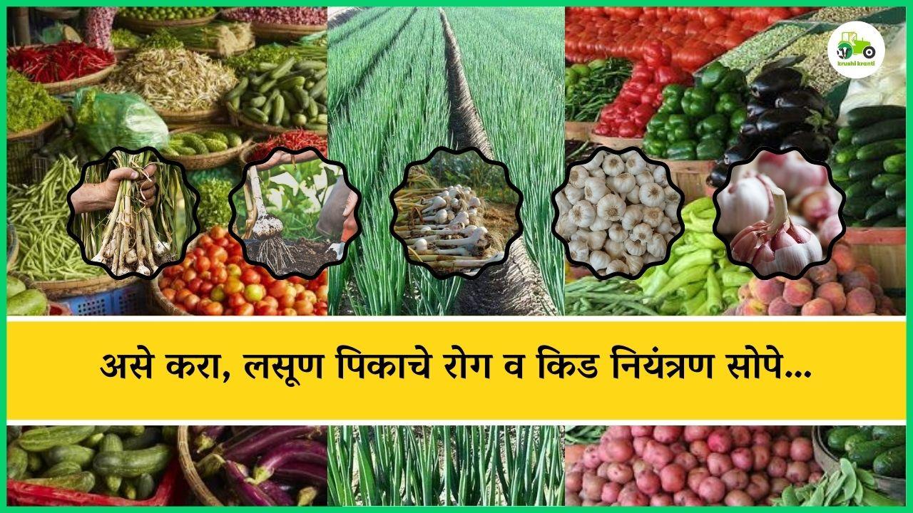 असे करा, लसूण पिकाचे रोग व किड नियंत्रण सोपे…