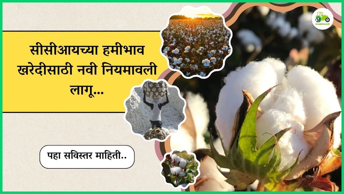 सीसीआयच्या हमीभाव खरेदीसाठी नवी नियमावली लागू…