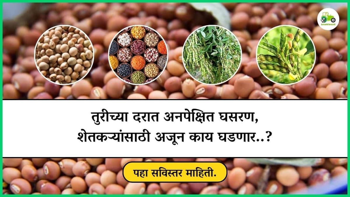 तुरीच्या दरात अनपेक्षित घसरण, शेतकऱ्यांसाठी अजून काय घडणार..?