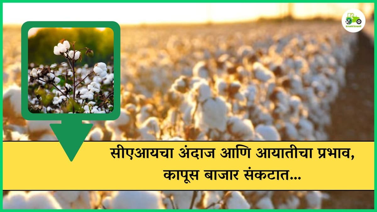 सीएआयचा अंदाज आणि आयातीचा प्रभाव, कापूस बाजार संकटात…