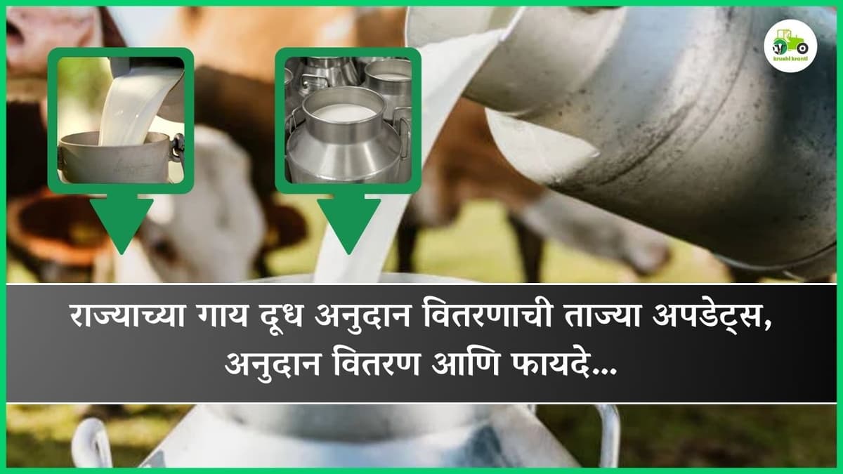 राज्याच्या गाय दूध अनुदान वितरणाची ताज्या अपडेट्स, अनुदान वितरण आणि फायदे…