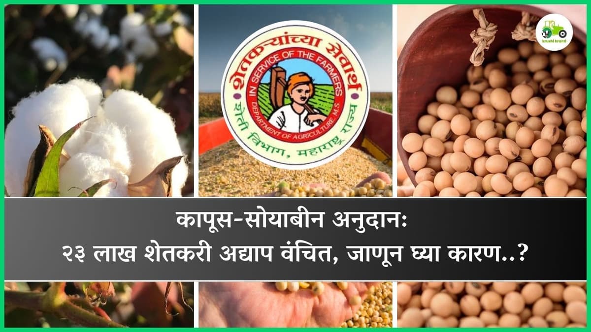 कापूस-सोयाबीन अनुदान: २३ लाख शेतकरी अद्याप वंचित, जाणून घ्या कारण..?