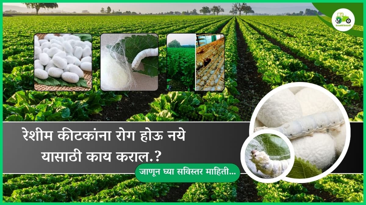 रेशीम कीटकांना रोग होऊ नये यासाठी काय कराल.? जाणून घ्या सविस्तर माहिती…