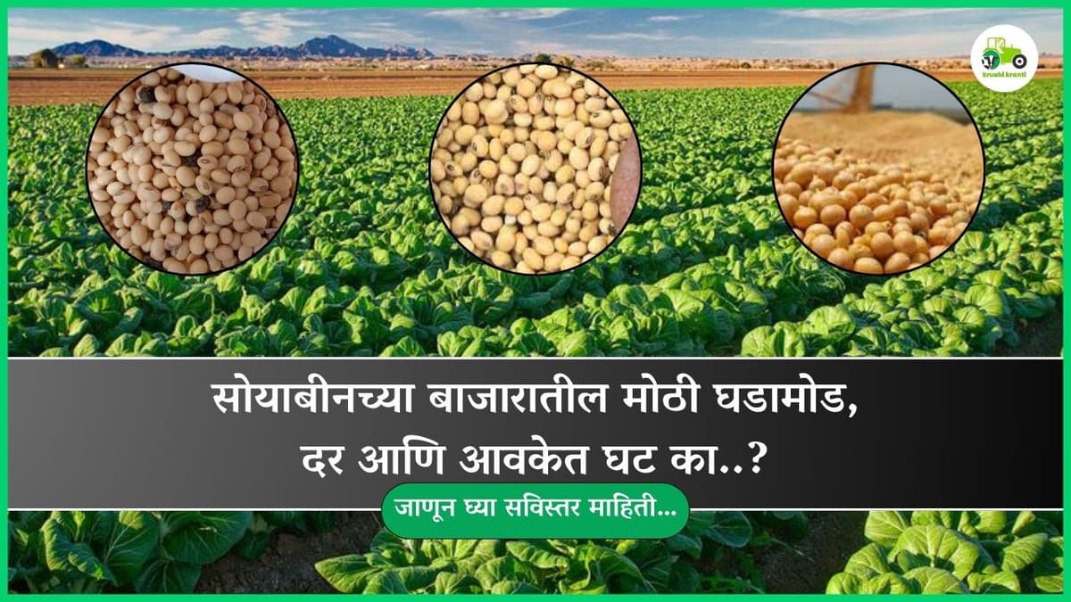 सोयाबीनच्या बाजारातील मोठी घडामोड, दर आणि आवकेत घट का..?