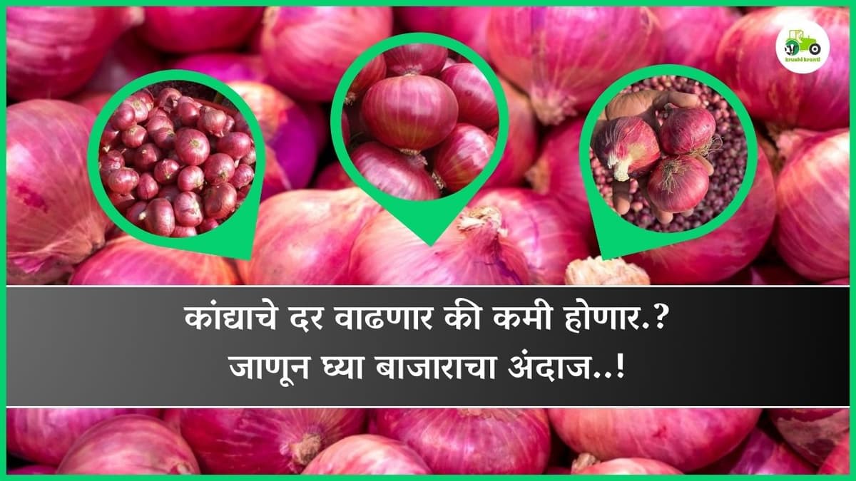 कांद्याचे दर वाढणार की कमी होणार.? जाणून घ्या बाजाराचा अंदाज..!