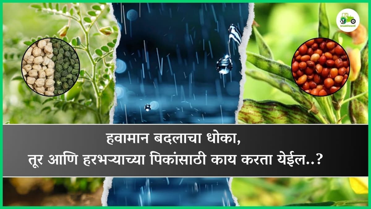 हवामान बदलाचा धोका, तूर आणि हरभऱ्याच्या पिकांसाठी काय करता येईल..?