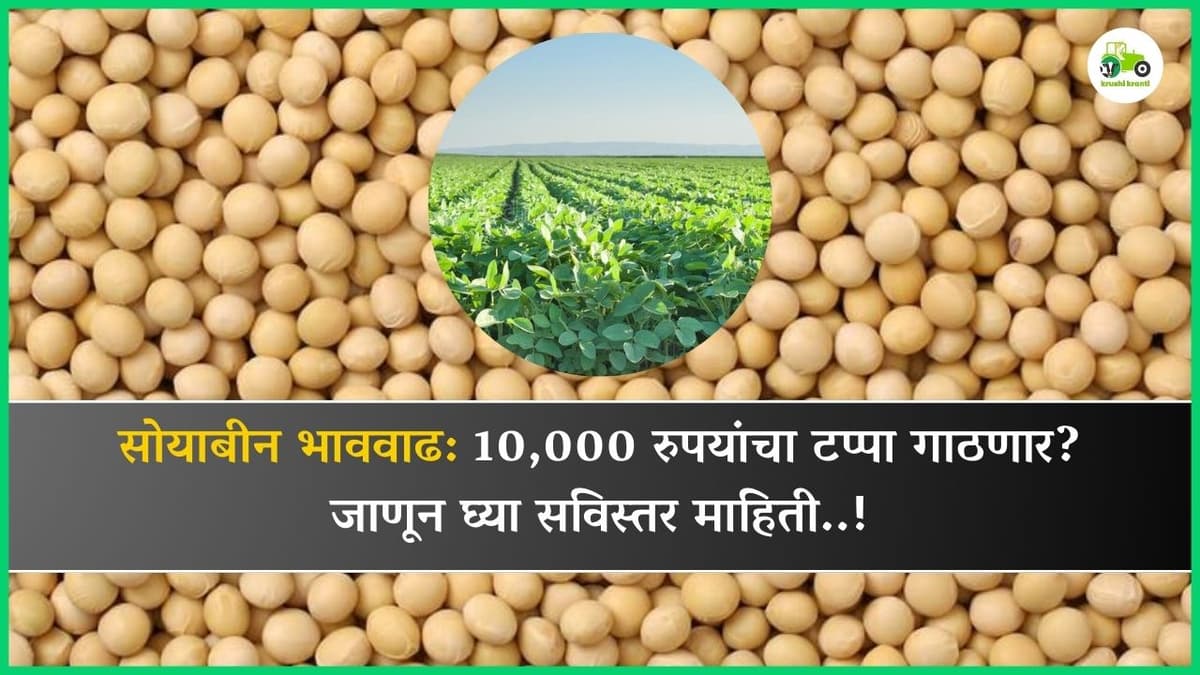 सोयाबीन भाववाढ: 10,000 रुपयांचा टप्पा गाठणार? जाणून घ्या सविस्तर माहिती..!