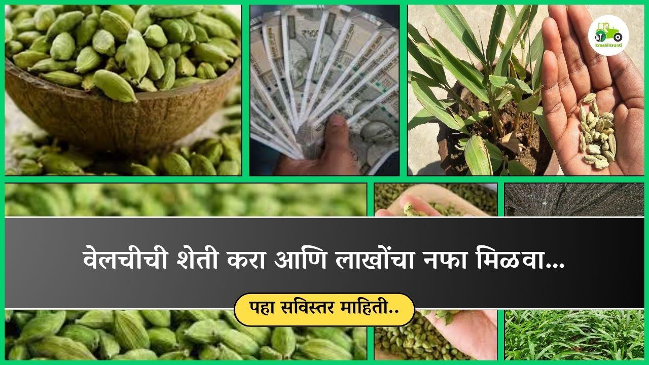 वेलचीची शेती करा आणि लाखोंचा नफा मिळवा…