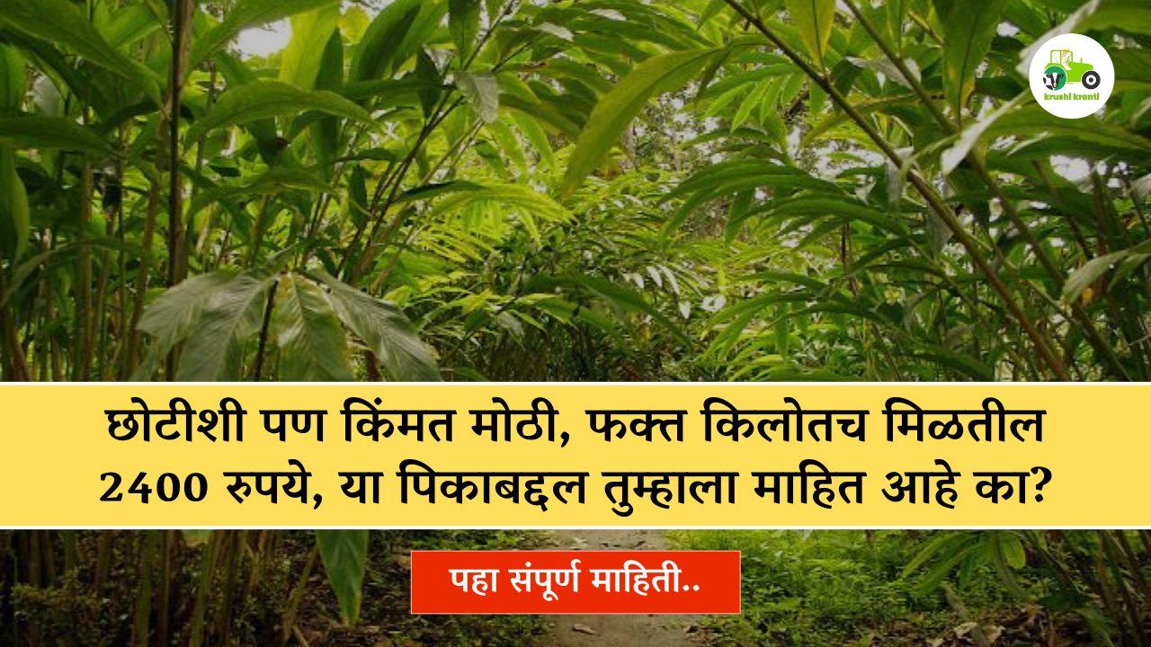 छोटीशी पण किंमत मोठी, फक्त किलोतच मिळतील 2400 रुपये, या पिकाबद्दल तुम्हाला माहित आहे का?