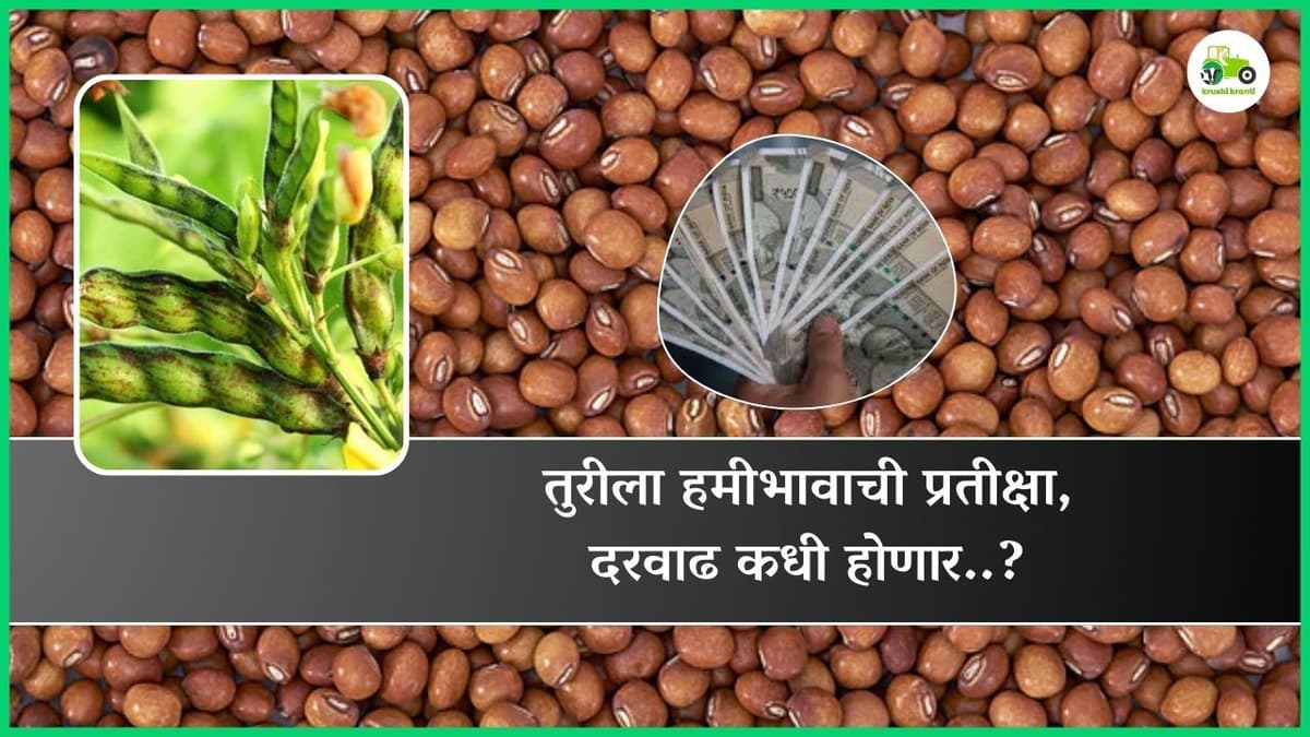 तुरीला हमीभावाची प्रतीक्षा, दरवाढ कधी होणार..?