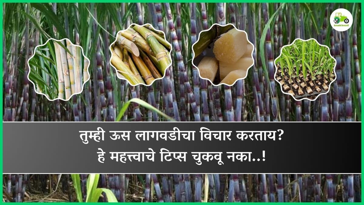 तुम्ही ऊस लागवडीचा विचार करताय? हे महत्त्वाचे टिप्स चुकवू नका..!