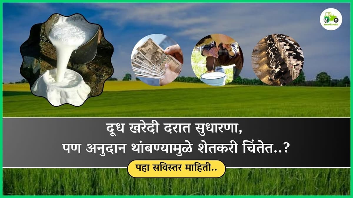 दूध खरेदी दरात सुधारणा, पण अनुदान थांबण्यामुळे शेतकरी चिंतेत..?