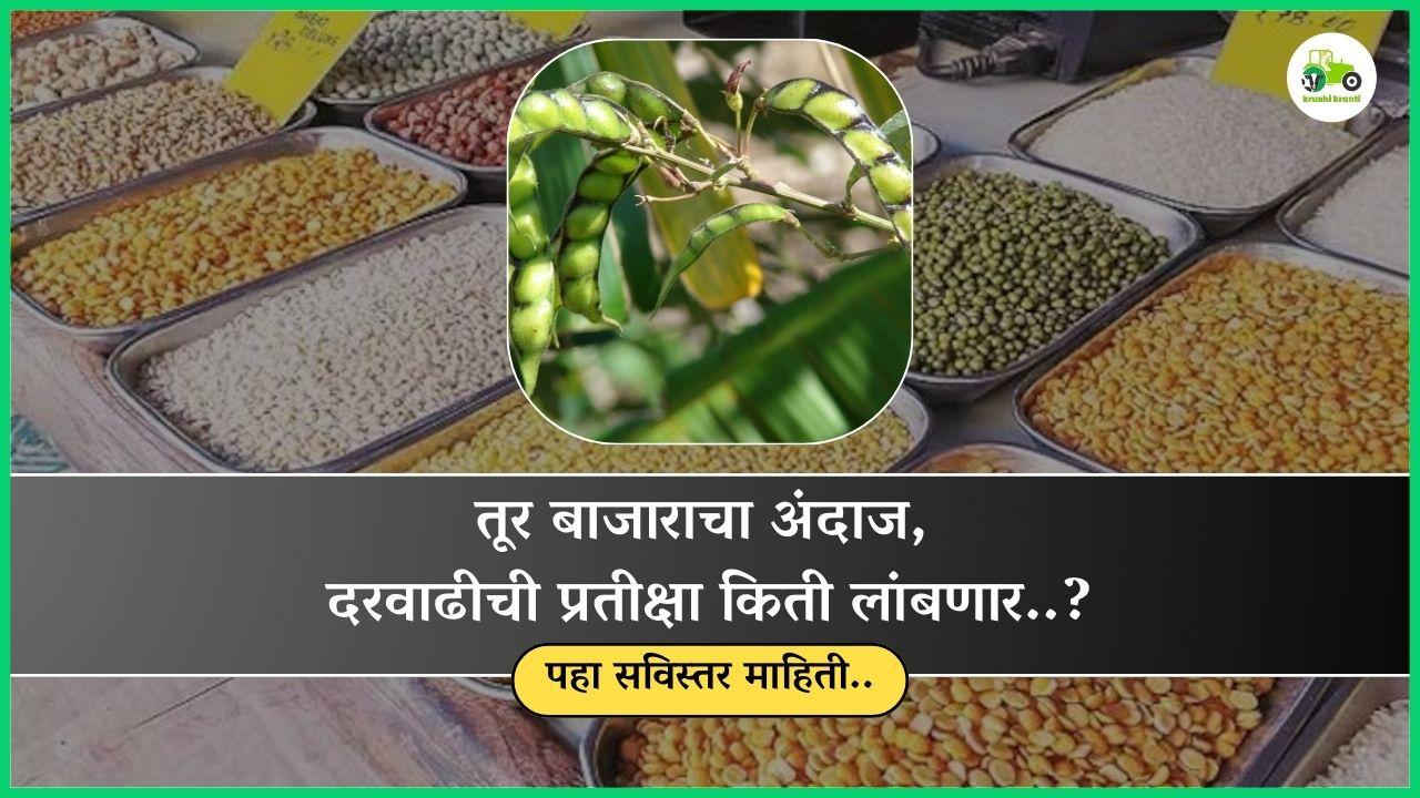 तूर बाजाराचा अंदाज, दरवाढीची प्रतीक्षा किती लांबणार..?