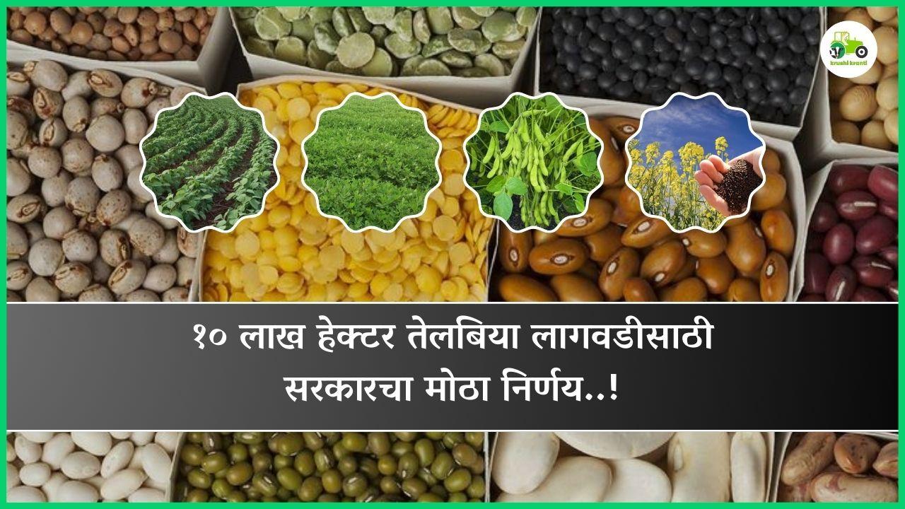 १० लाख हेक्टर तेलबिया लागवडीसाठी सरकारचा मोठा निर्णय..!