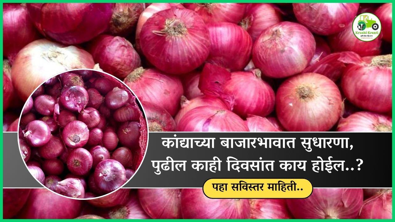 कांद्याच्या बाजारभावात सुधारणा, पुढील काही दिवसांत काय होईल..?