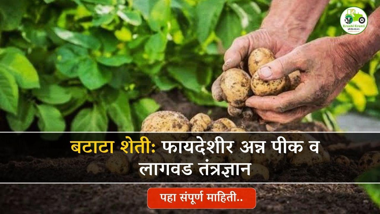 बटाटा शेती: फायदेशीर अन्न पीक व लागवड तंत्रज्ञान