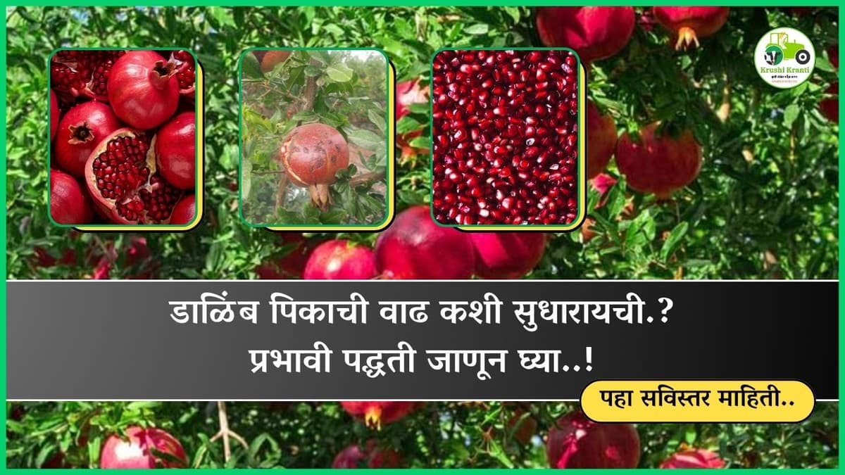 डाळिंब पिकाची वाढ कशी सुधारायची.? प्रभावी पद्धती जाणून घ्या..!