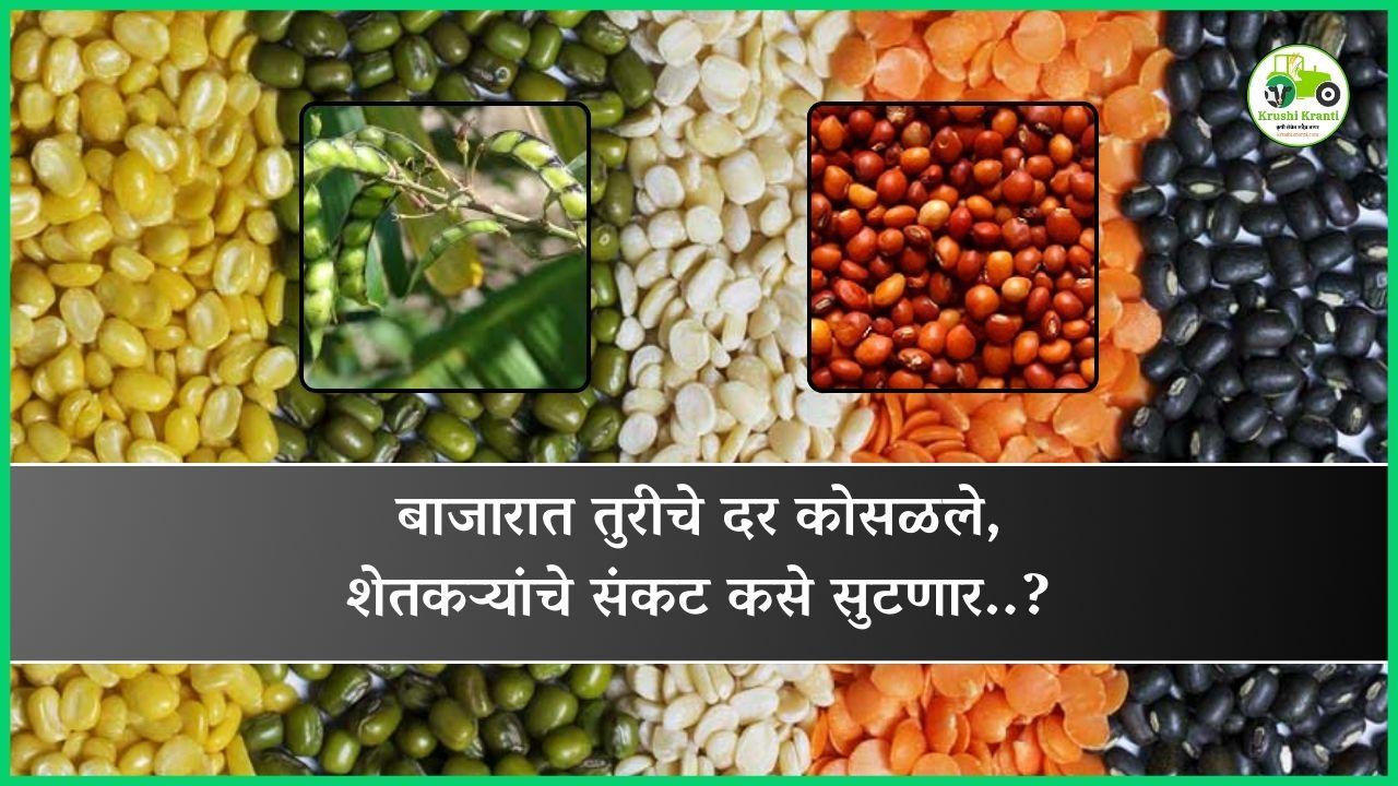 बाजारात तुरीचे दर कोसळले, शेतकऱ्यांचे संकट कसे सुटणार..?
