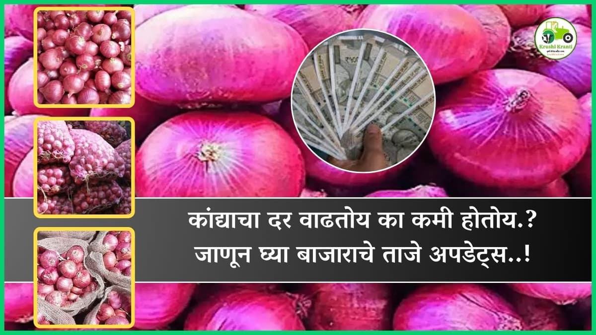 कांद्याचा दर वाढतोय का कमी होतोय.? जाणून घ्या बाजाराचे ताजे अपडेट्स..!