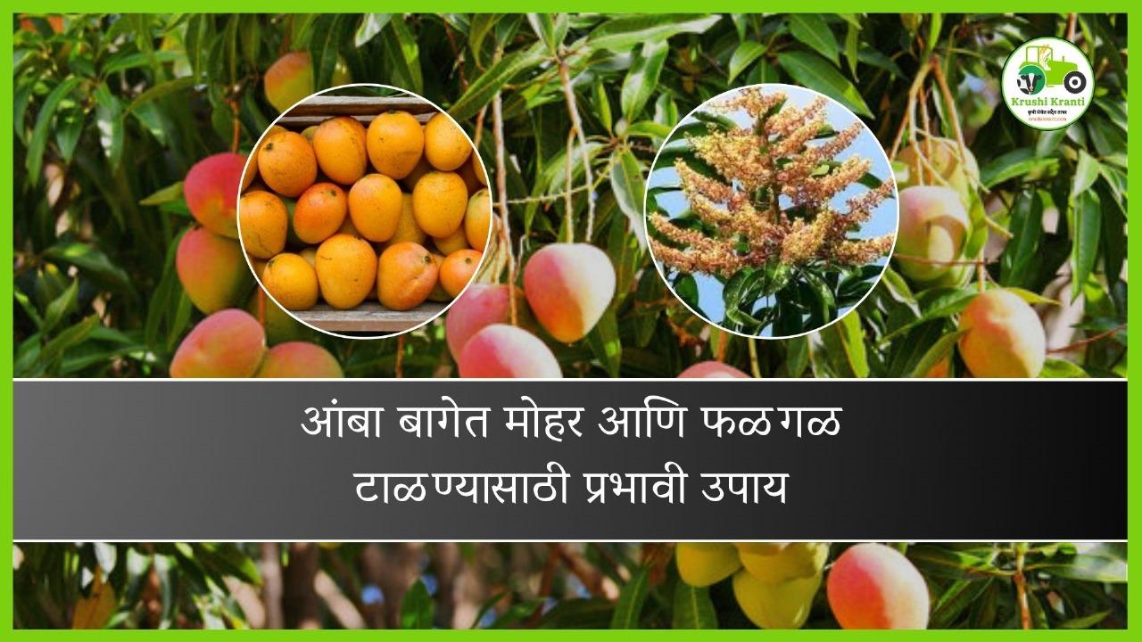 आंबा मोहोर टिकवण्यासाठी प्रभावी उपाय कोणते..?