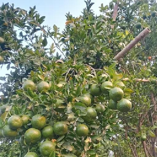 संत्रा विकणे आहे
