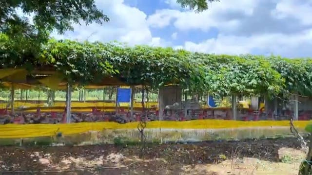 सूर्यमुखी बियाणे विकणे आहे.